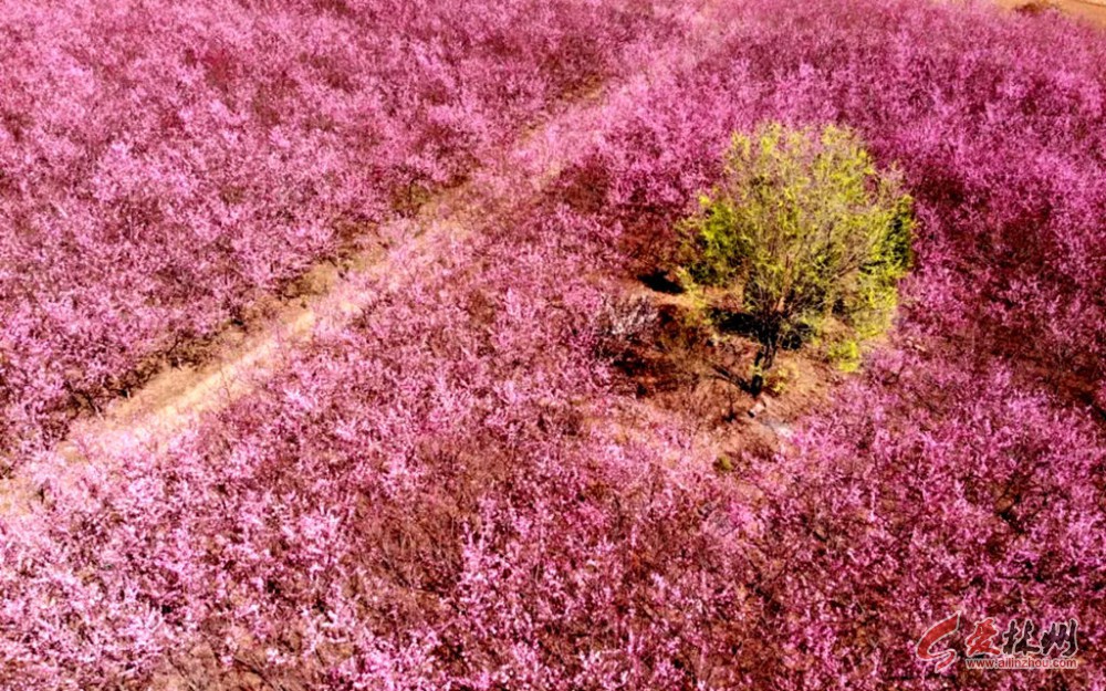 爱林州网每日一图:航拍林州春季风景《网红——桃花林